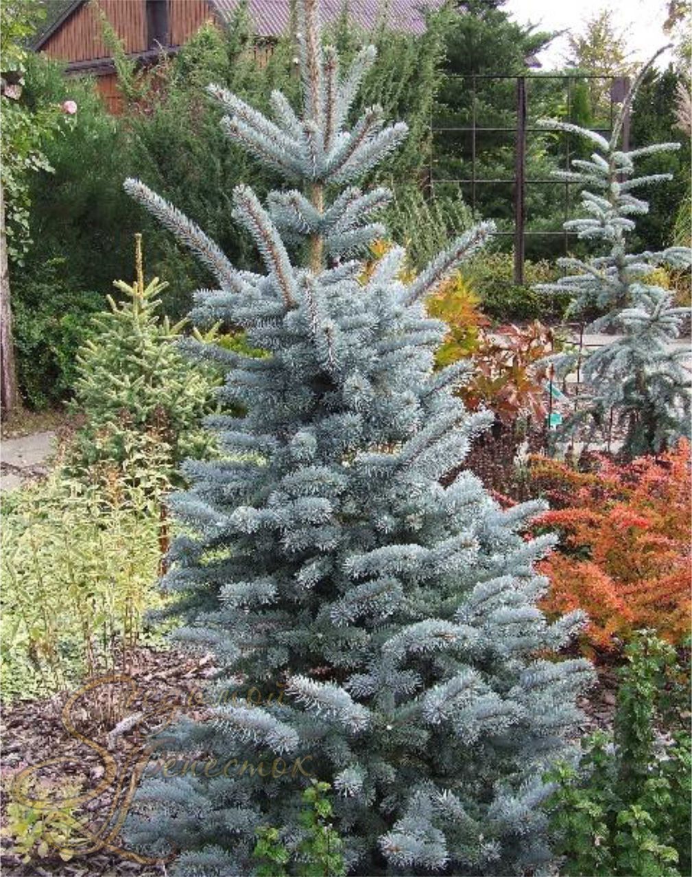 Ель колючая (Picea pungens) «Oldenburg»